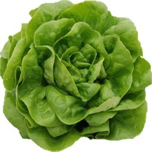 organic lettuce trocadero La Sort 1unit