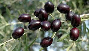 Olives noires bio 'Empeltre' Ecomatarranya - 10kg