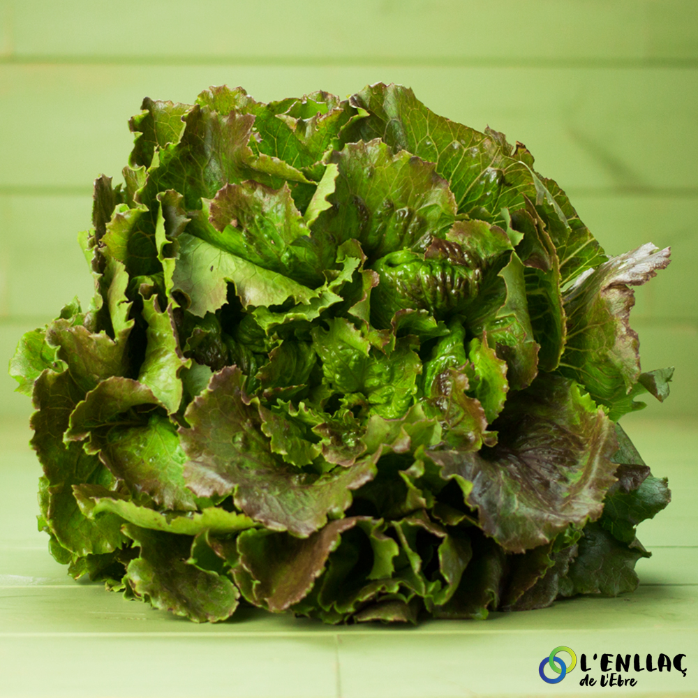 organic wonder lettuce Treballs Naturals 1unit