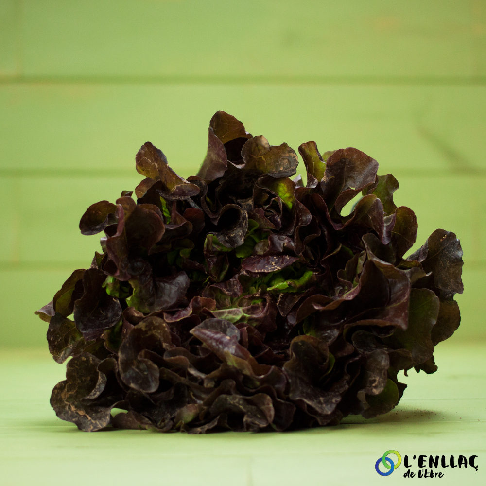 organic red oak leaf lettuce Treballs Naturals 1 unit