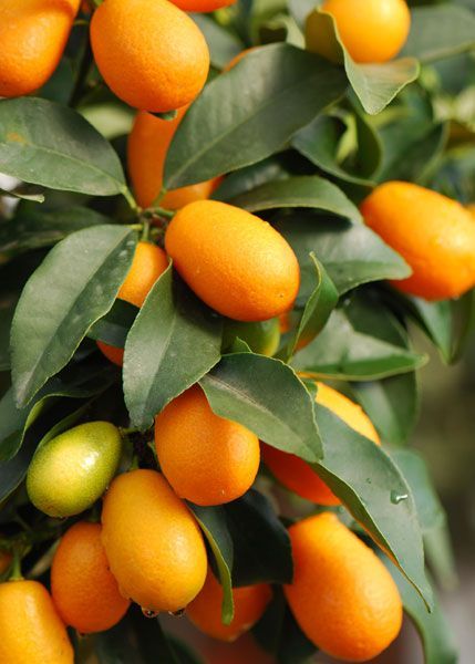 kumquat eco Marjala 1kg