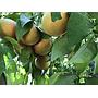 Pomelos ecológicos / Aranges ecològiques /   Pamplemousse bio / Organic grapefruit - 10 kg