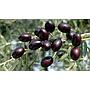 Organic Olives 'Empeltre' Ecomatarranya - 10kg