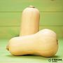 courge butternut bio La Sort 1kg