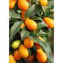 kumquat eco Marjala 1kg